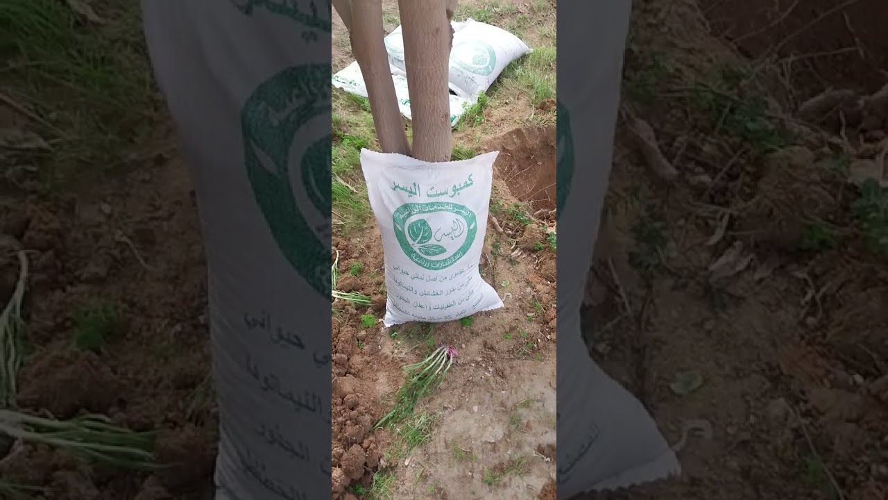 أهم عمل فني سنوي خلال فتره الشتاء الخدمه الشتويه لاشجار الفاكهه ونباتات الزينه عمل فني هام جدا 