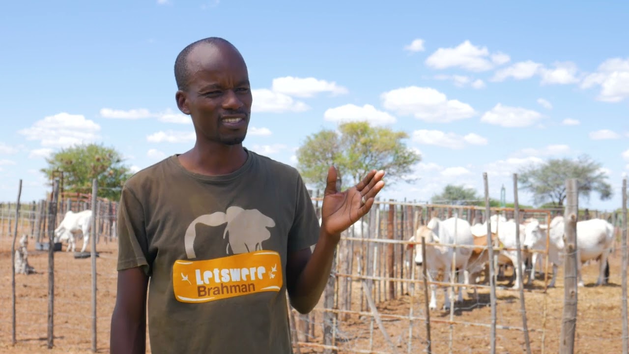 BRAHMAN FARMING