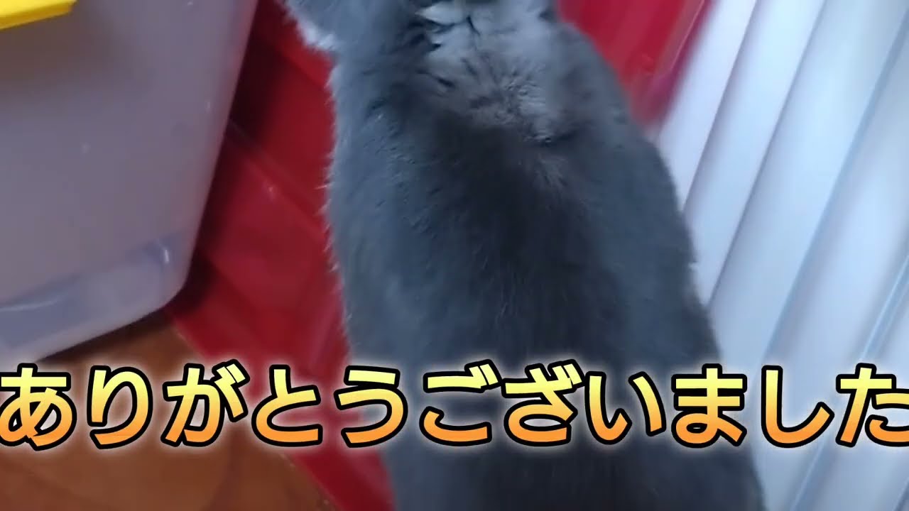 若頭　うさぎ　部屋ンポ　今日の１言
