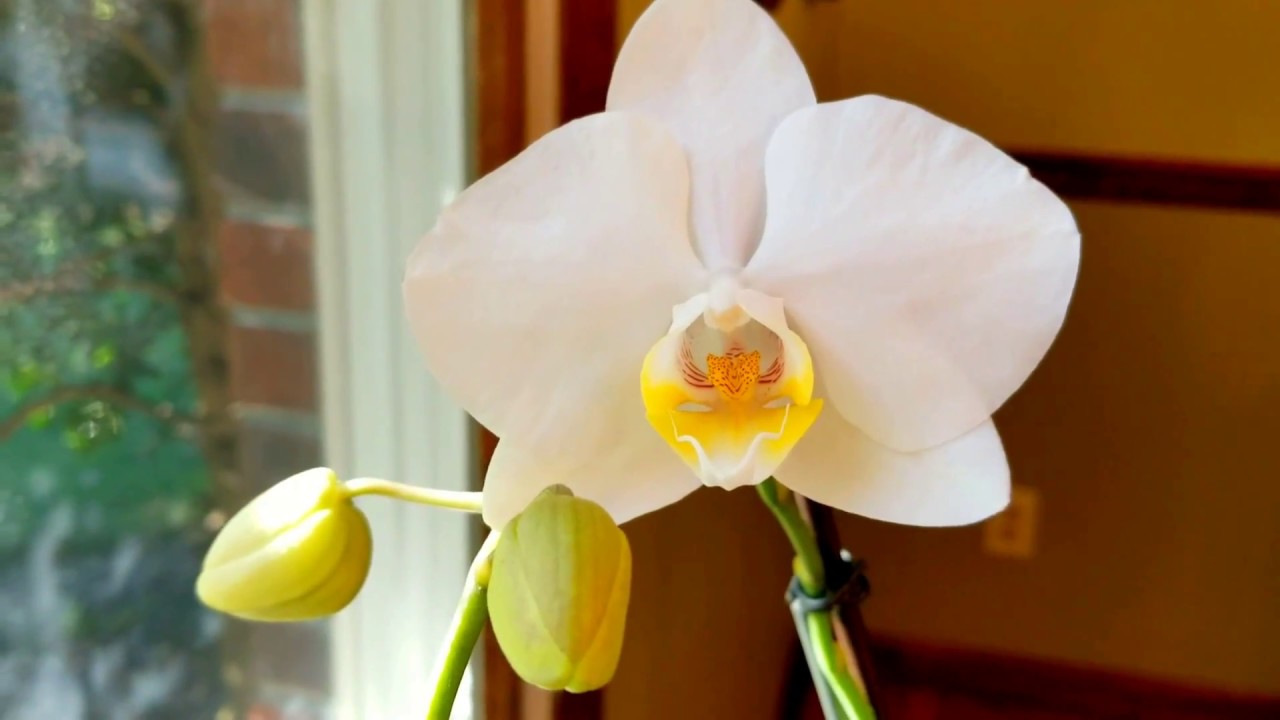 Beginner's orchid tips: flower spikes, brown leaves and sunburned leaves, and light.