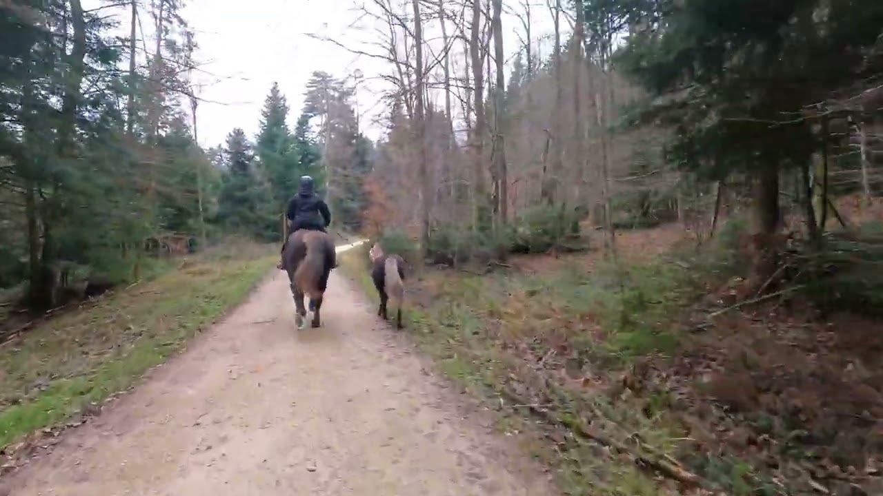 Running with ponys - Short video #181