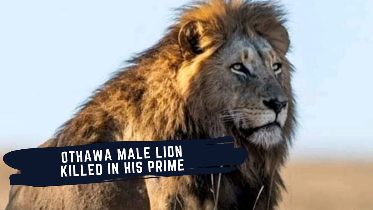 ВЗЛЕТ И ПАДЕНИЕ СИЛЫ ЛЬВА ИЗ ОТАВА - ДОКУМЕНТАЛЬНЫЙ ФИЛЬМ О ЛЬВЕ ИЗ ОТАВА