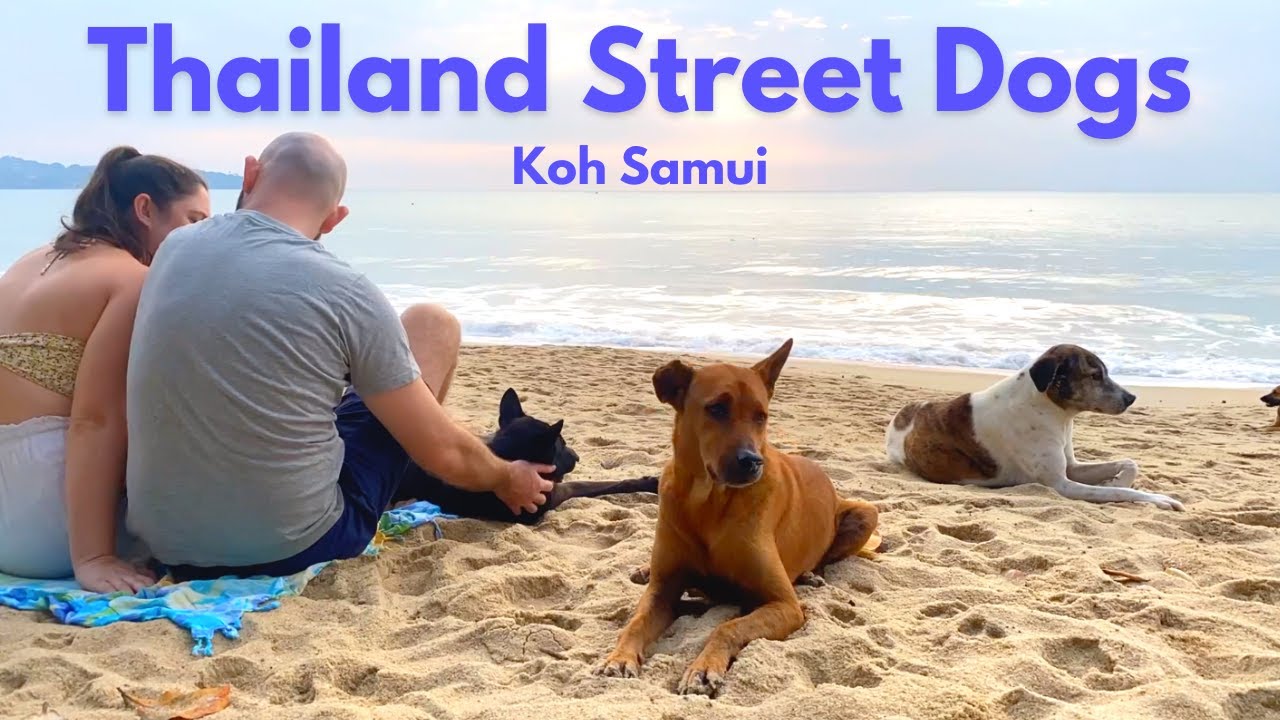 A beach morning with Koh Samui STREET DOGS | THAILAND 🇹🇭