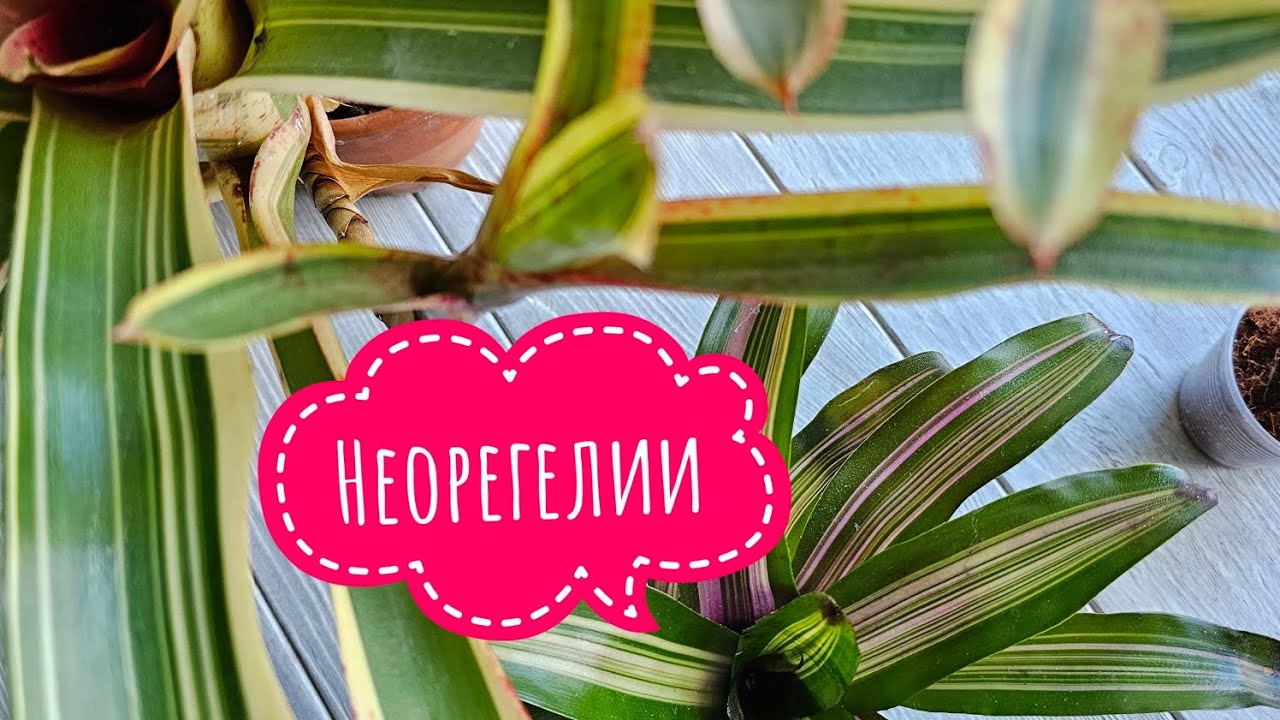 Неорегелии, растения семейства Бромелиевые