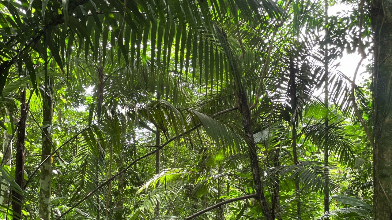 Amazon Rainforest sounds