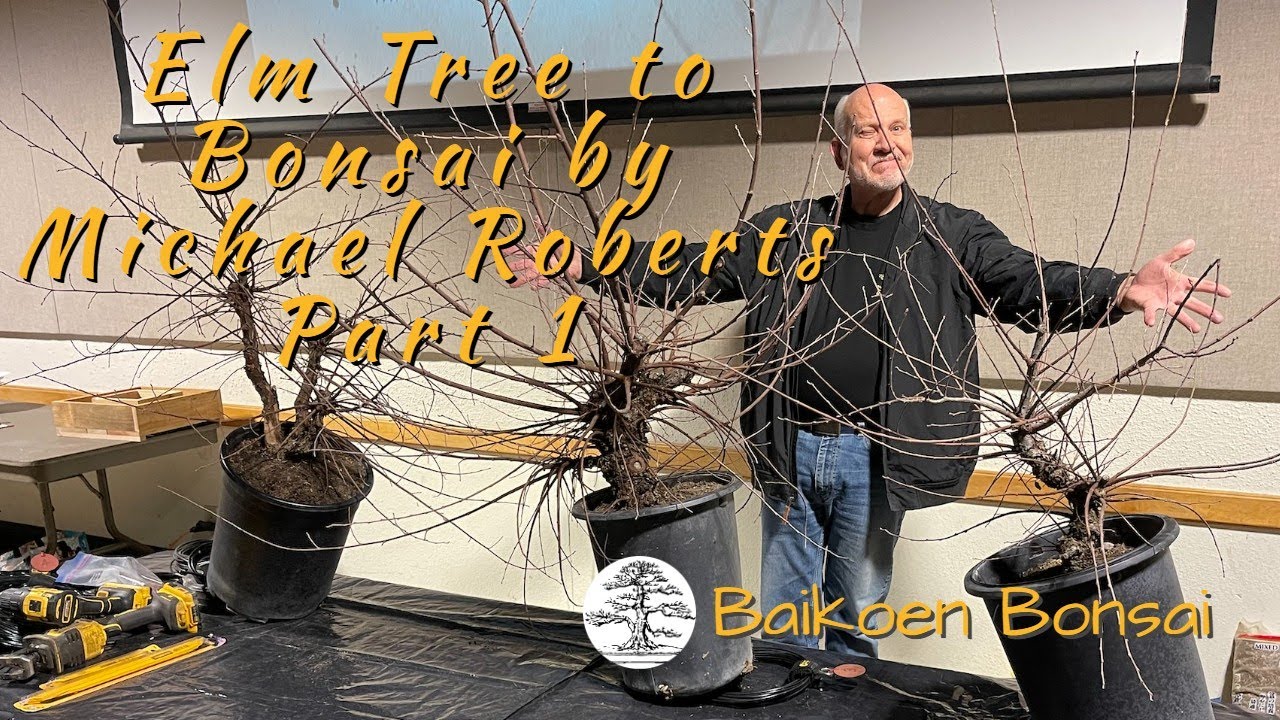 Cork Bark Elm to Bonsai Part 1 - Michael Roberts - January 2023- Club Meeting - Baikoen Bonsai Club