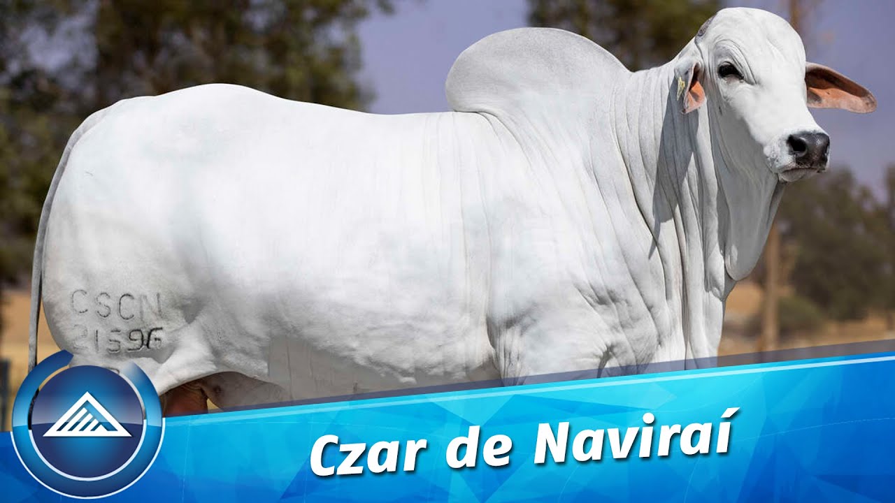 Czar de Naviraí