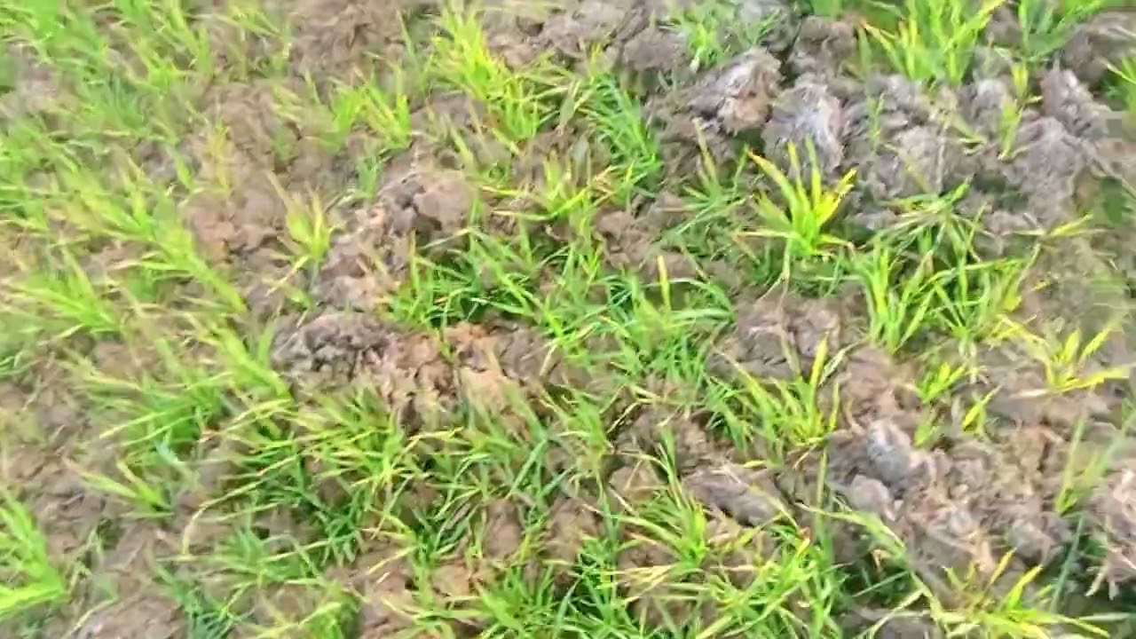 Khet me geua ka dan