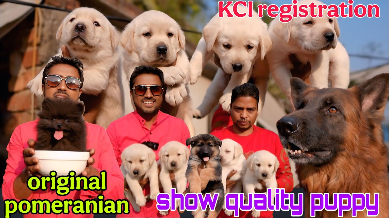 Show quality home breed puppy! বাবা কে দেখে বাচ্চা নিয়ে যান! Dog market in Kolkata! Labrador puppy