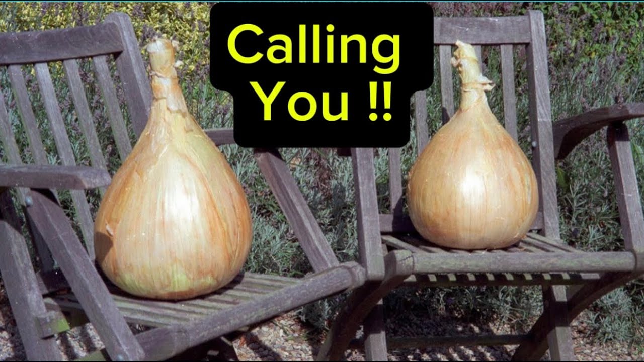 How to grow giant onions #gogc2526