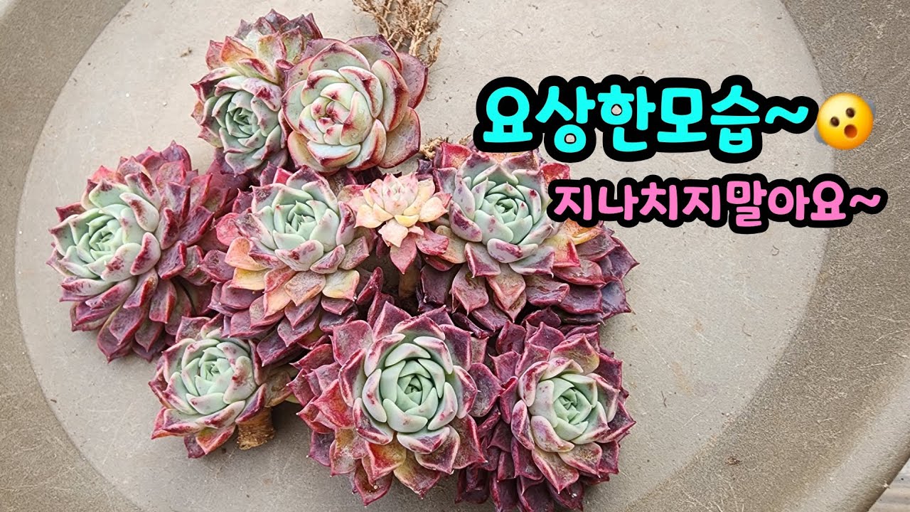 260219 잎장색감이요상해요!이럴땐지나치지말고점검해봐요^^