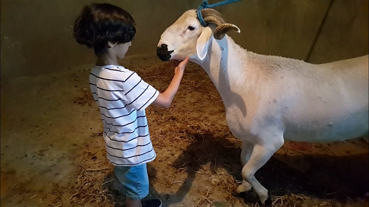وجدت قنفذ يأكل بيض الدجاج/ لحظات مع خروف العيد