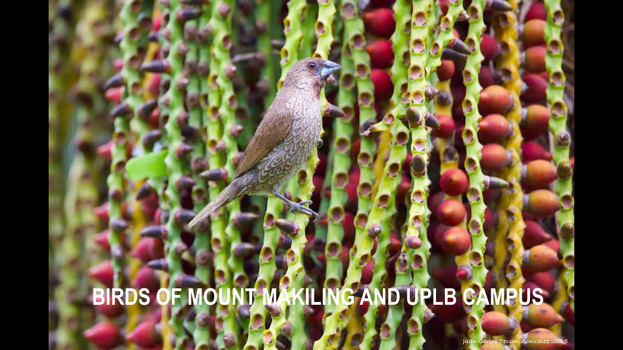 Birds of Mount Makiling and UPLB campus