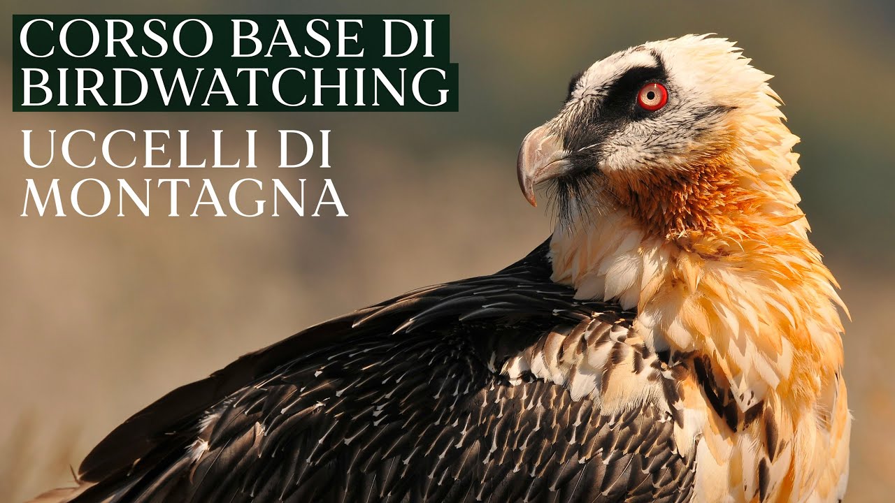 UCCELLI DI MONTAGNA | Corso base di birdwatching di Riccardo Alba