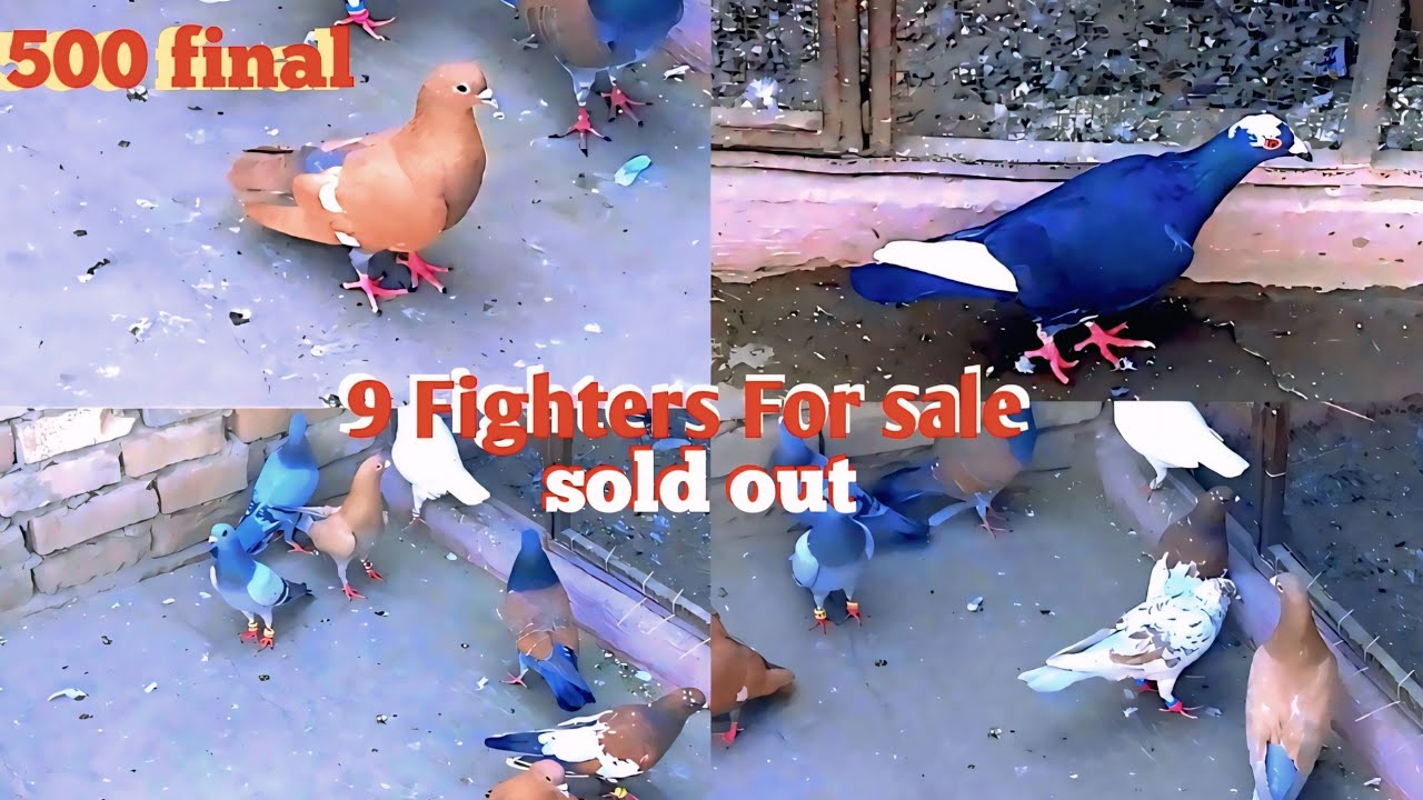 0304-0713436|9 fighter's For sale|2 females|sold out