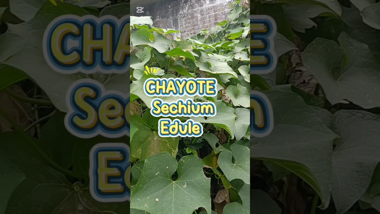 👩&zwj;🌾🚜Las Bondades del 🫒CHAYOTE  o GUATILA 🍃