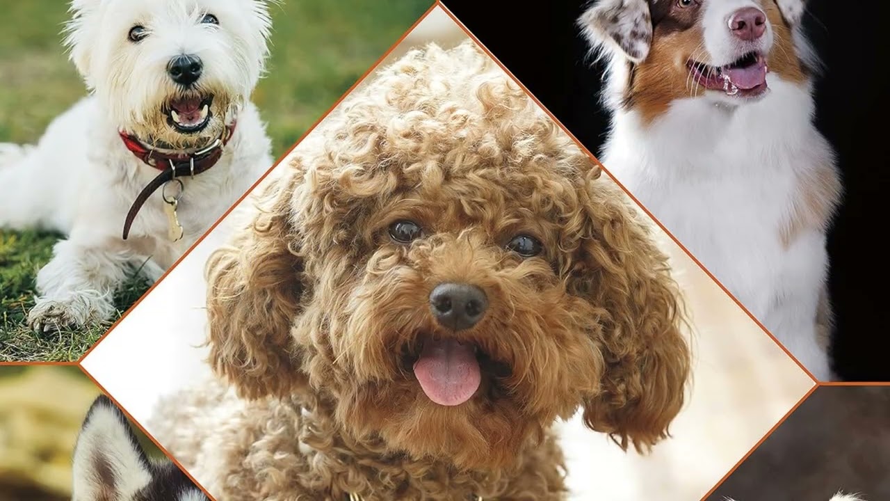 🧴 Oatmeal Pet Shampoo – Soothe Dry, Itchy Skin & Refresh Your Dog!