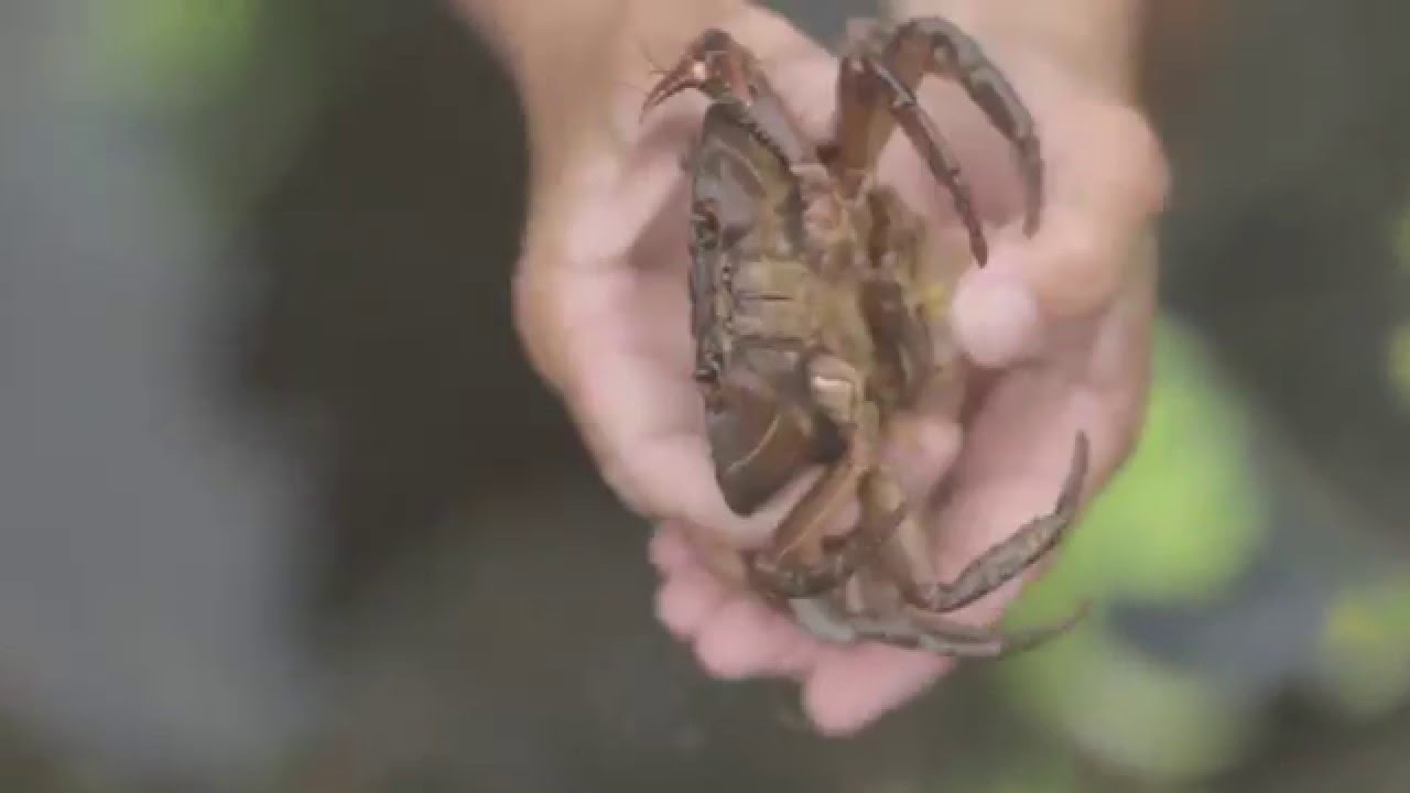 Pesca de río en Puerto Rico: tradición y sabiduría