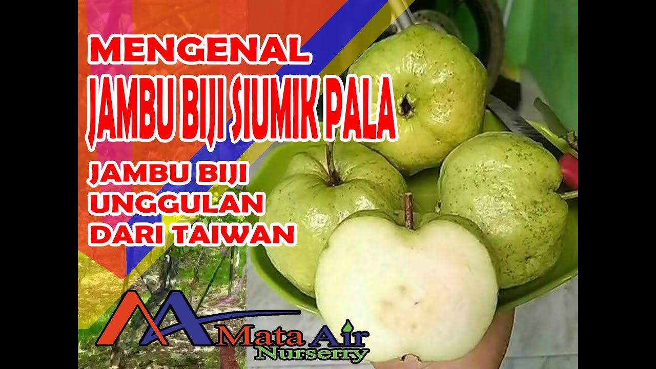 MENGENAL JAMBU BIJI SIUMIK PALA JAMBU BIJI UNGGULAN DARI TAIWAN