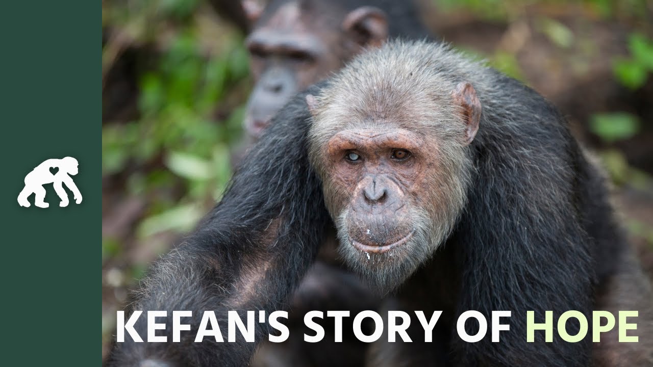 Get to Know Kefan's Tchimpounga Sanctuary Story of Hope