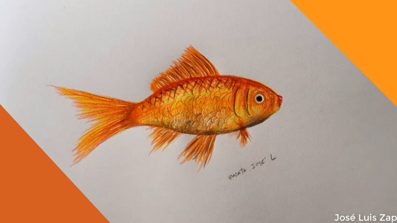 Dibujo Super realista de un Pez Dorado | Super realistic drawing of a Goldfish