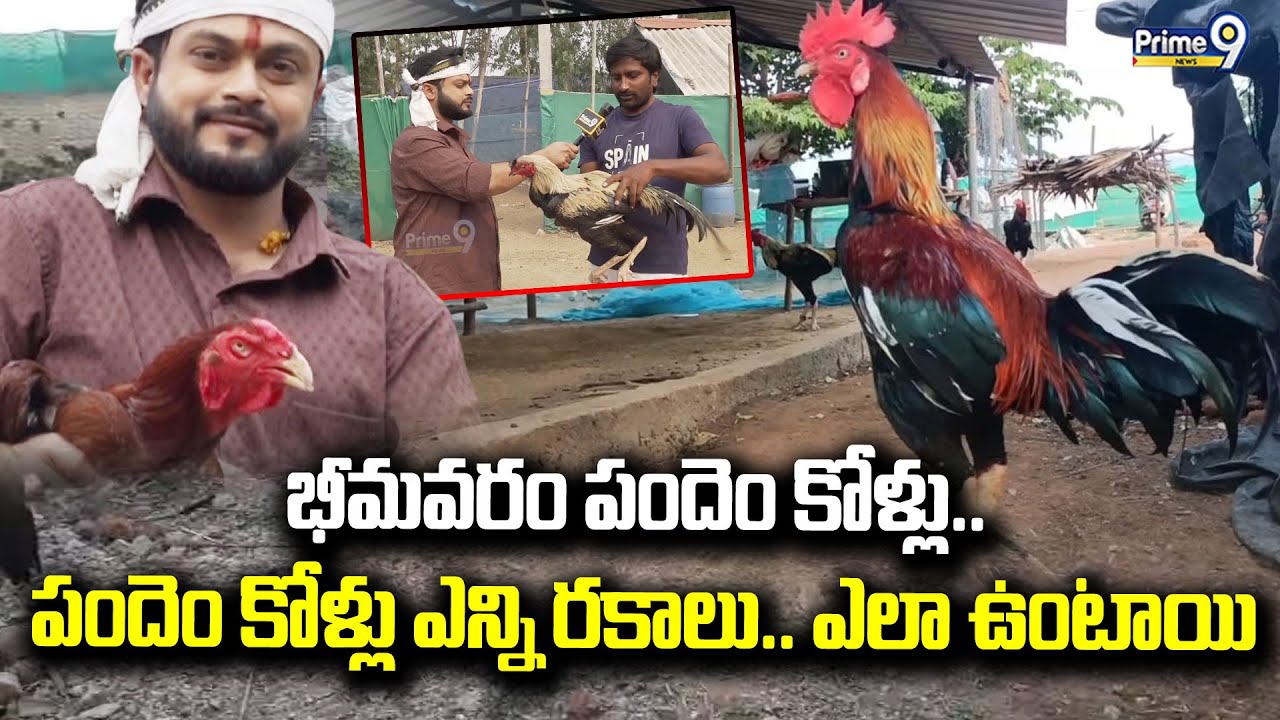 భీమవరం పందెం కోళ్లు | Bhimavaram Pandem Punjulu | Sankranthi 2026 | Prime9 News Live