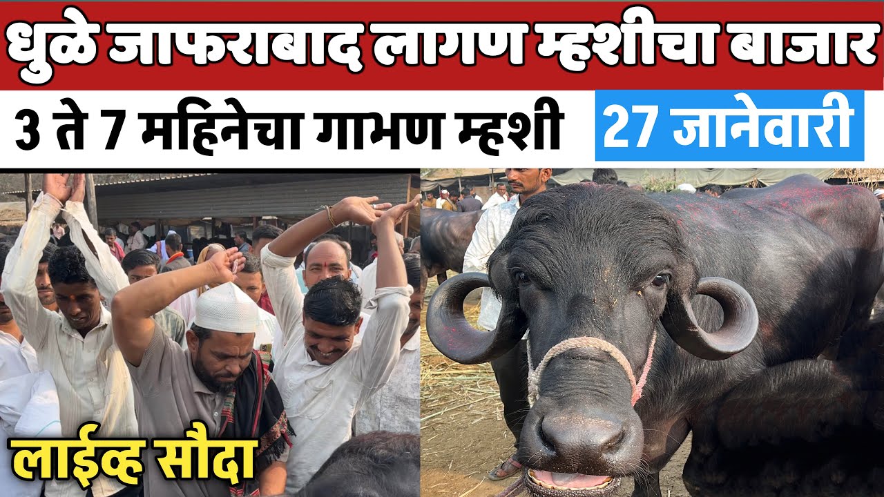 जाफराबाद लागण म्हशीचा बाजार | जबरदस्त कॅलिटीचा म्हशी आल्या | 3 ते 7 महिनेचा गाभण 