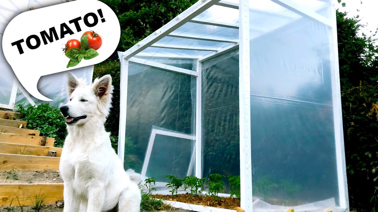 🍅👨‍🌾 Tomatenhaus oder Mini Gewächshaus günstig selber bauen