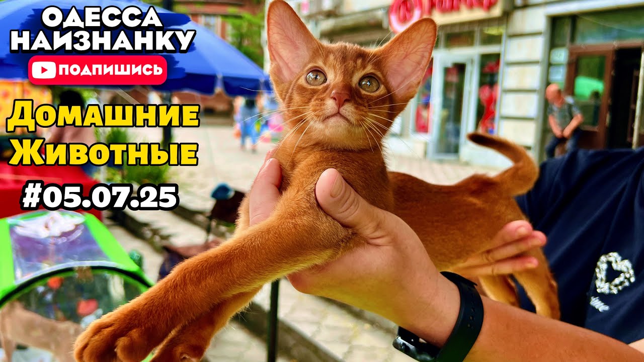 Невероятные ДОМАШНИЕ животные! СОБАЧИЙ БАЗАР | Продажа ПИТОМЦЕВ | Староконный Рынок!