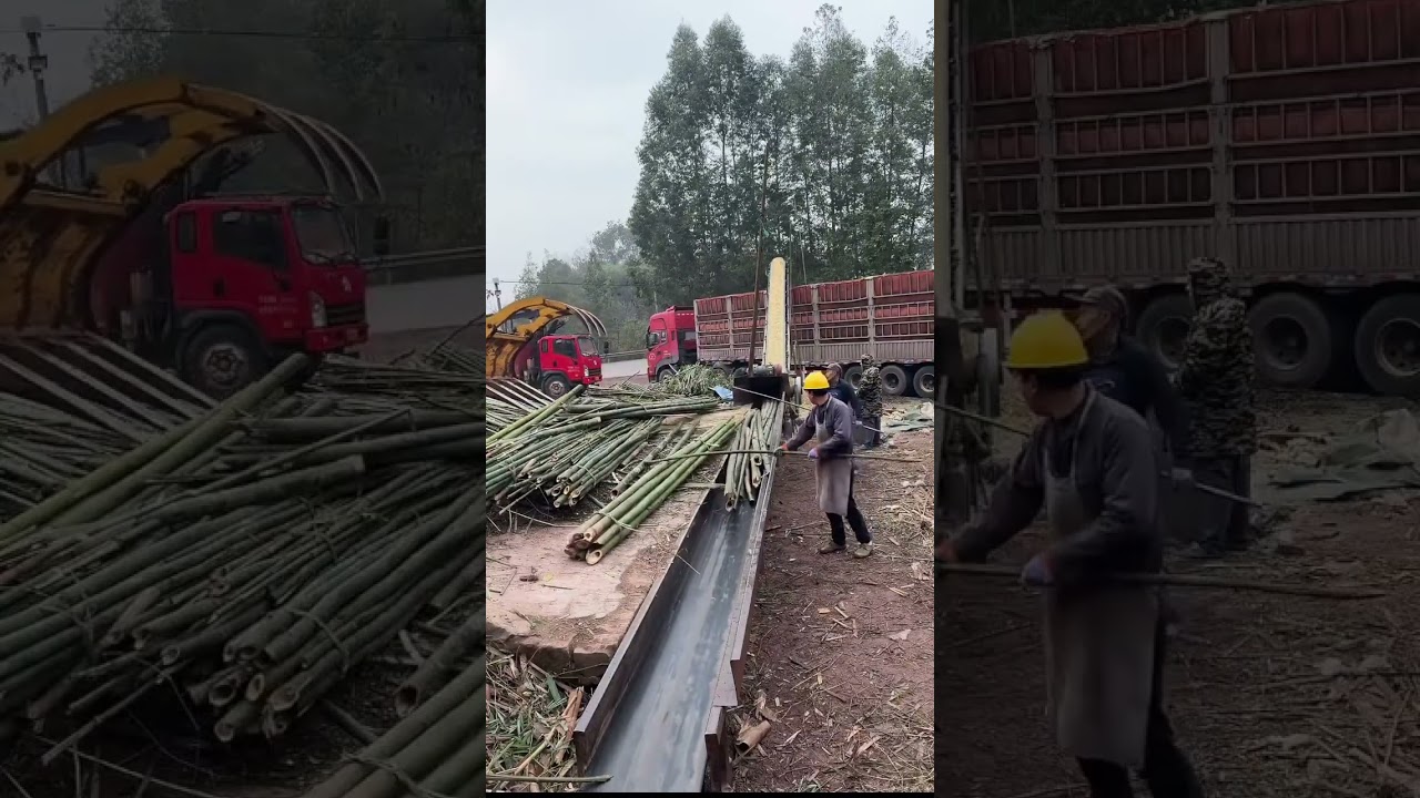 Incredible Sawmill Process: Transforming Massive Logs into Fine Lumber