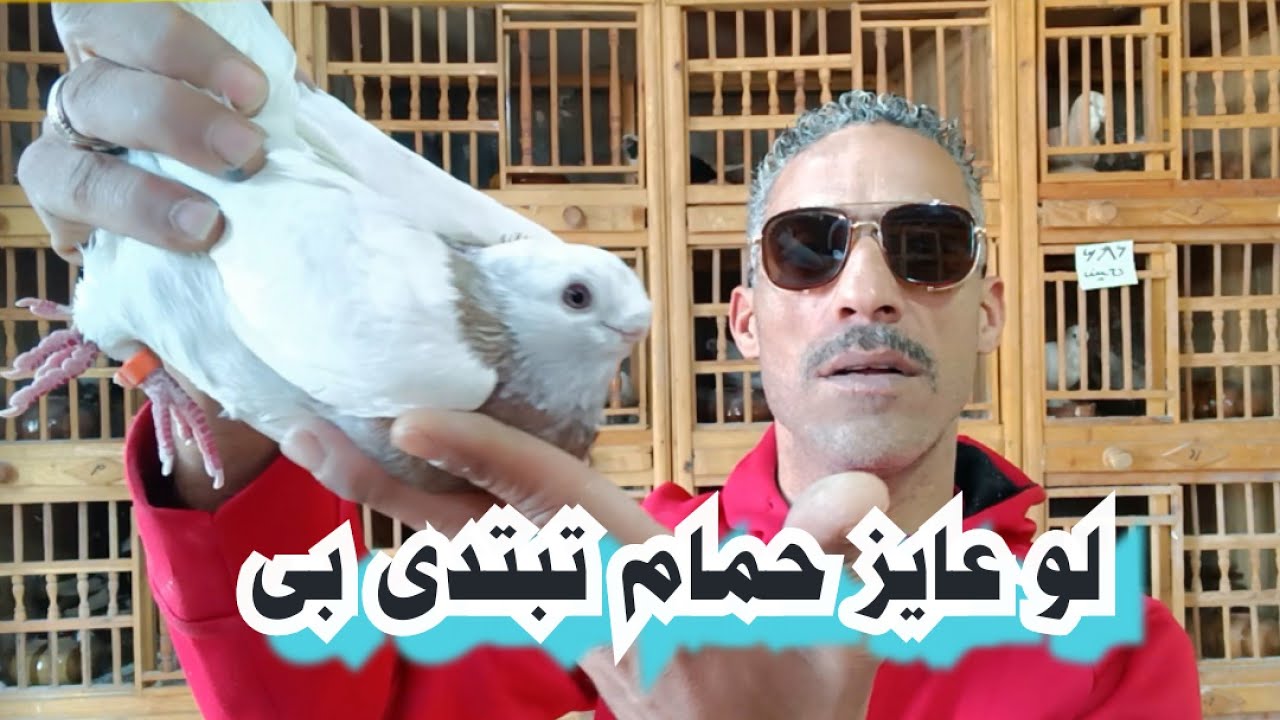 ازاى تبتدى تربى حمام والأنواع للمبتدء#تربووالغيةالمصرية