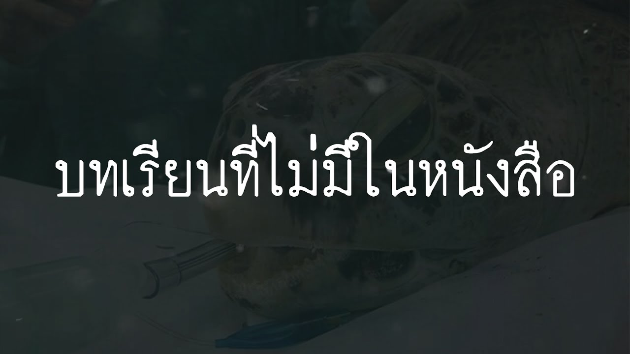 เต่าออมสินกับบทเรียนที่ไม่มีในหนังสือ