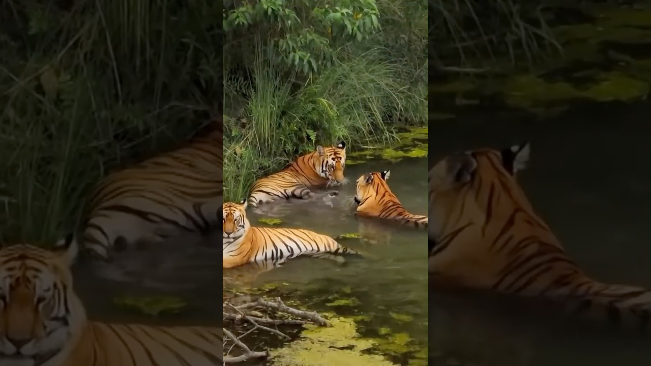 The World&rsquo;s Deadliest Solo Predator 🐅 #facts #tiger #wildlife