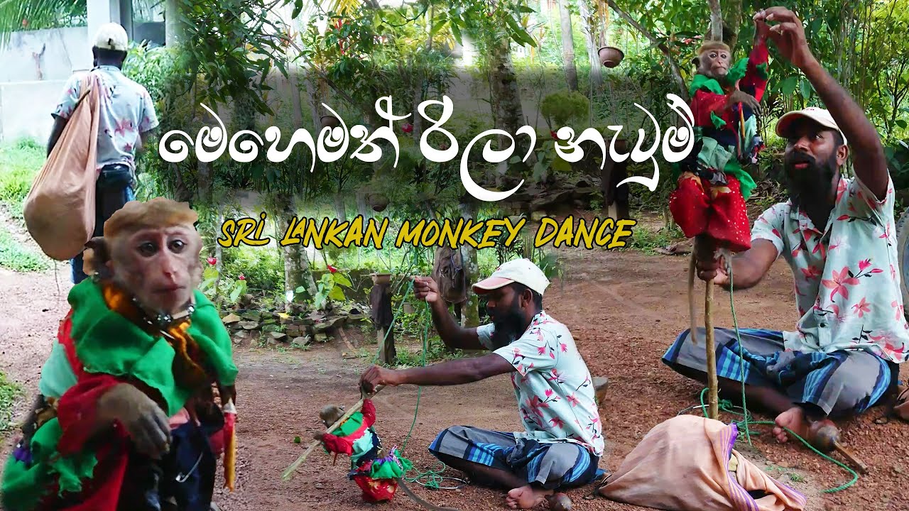 මෙහෙමත් රිලා නැටුම් | Sri Lankan Monkey Dance 🙈🙉🙊
