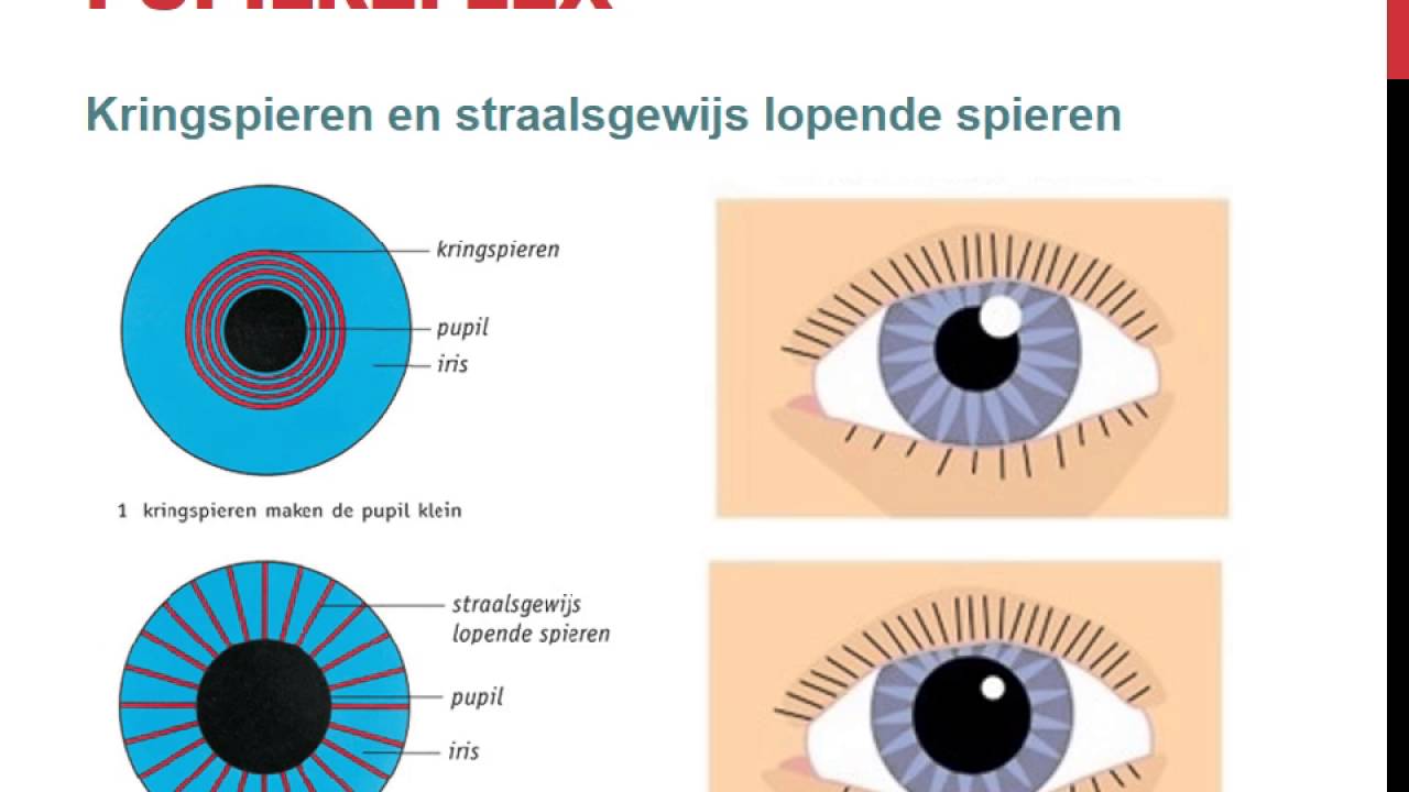 De werking van de ogen