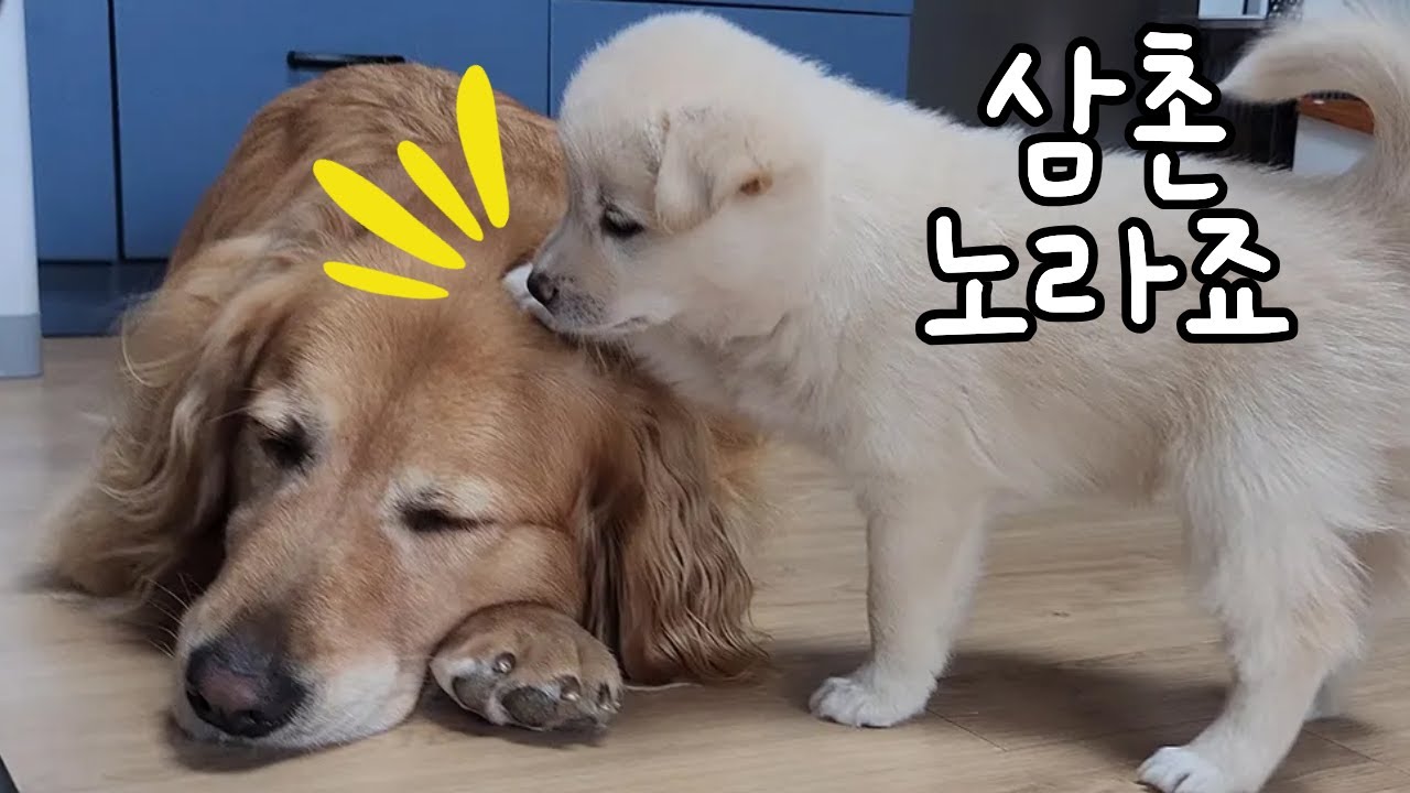 우리 동네 제일가는 껄떡쇠