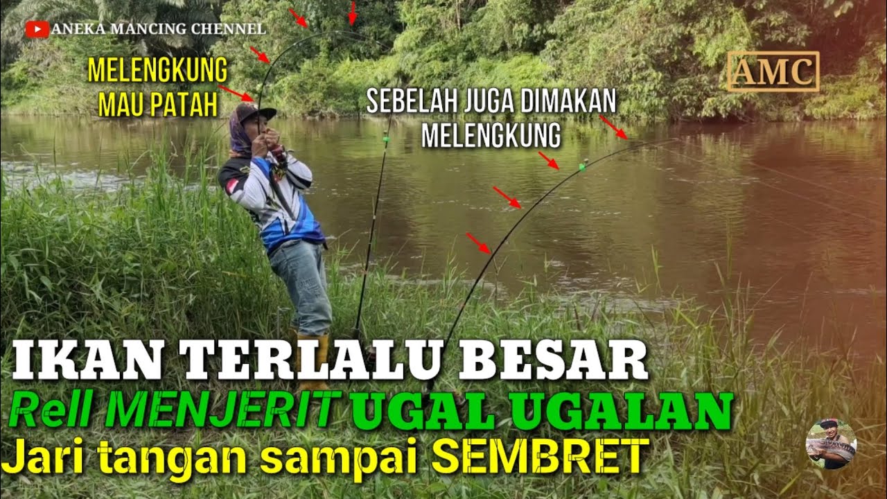 PANIK..!!!Strek Ikan Besar Joran Melengkung Rell Menjerit Ugal Ugalan Sampai Gemeteran