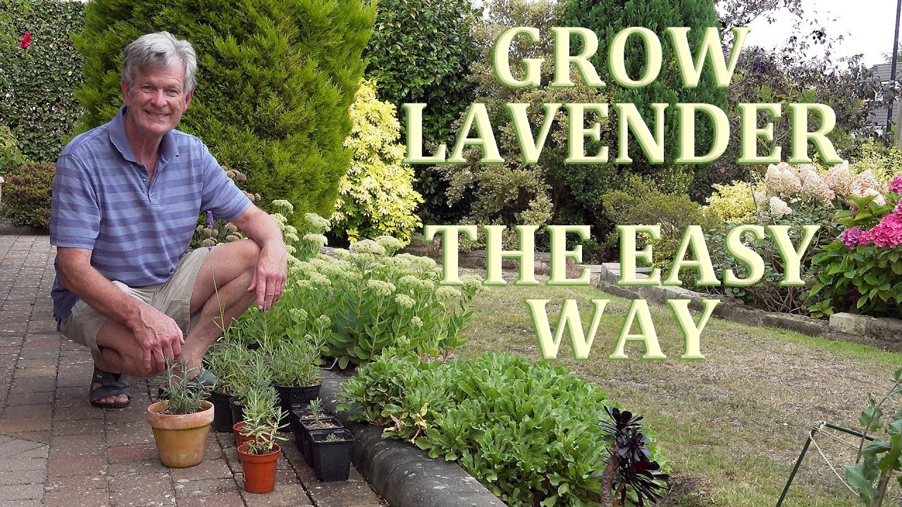 Grow English Lavender the Easy Way