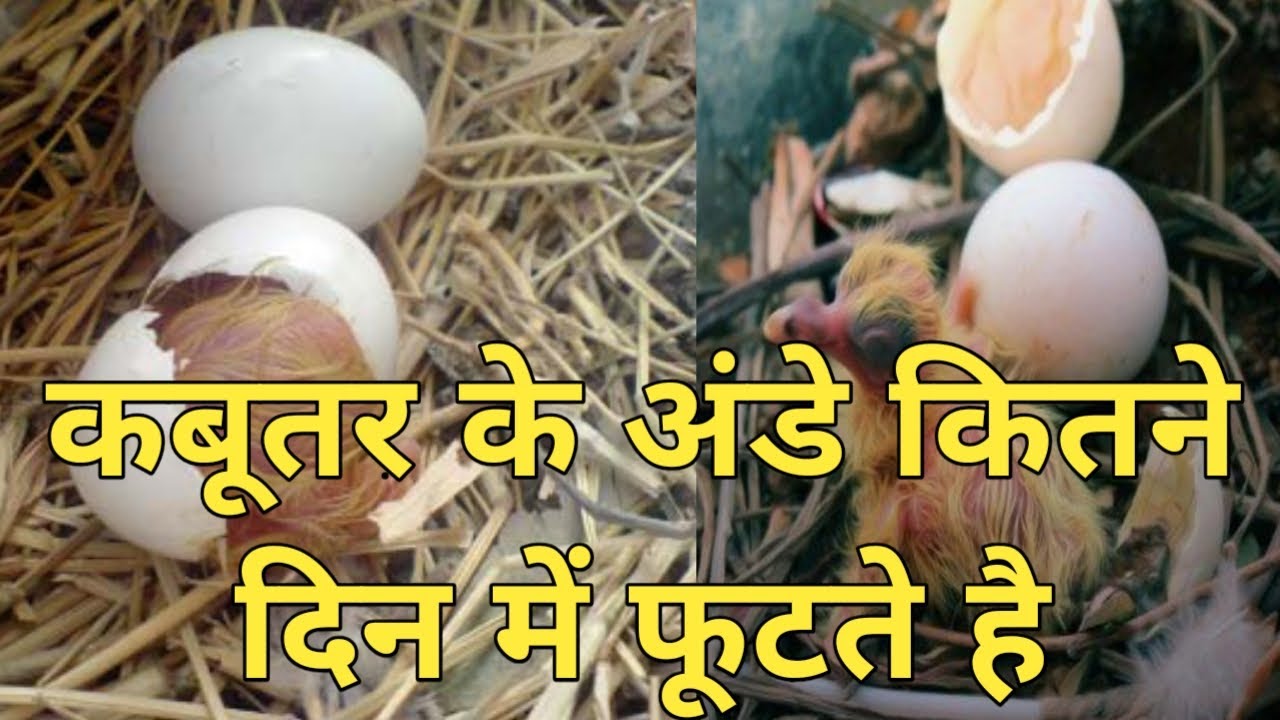 कबूतर के अंडे कितने दिन में फूटते है Kabootar Ke Eggs Se Bachhe Kitne Din Par Nikalte Hai