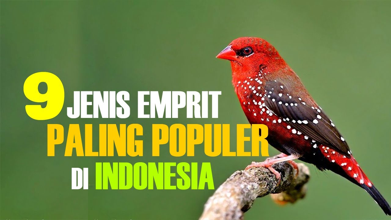 9 JENIS EMPRIT PALING POPULER DI INDONESIA