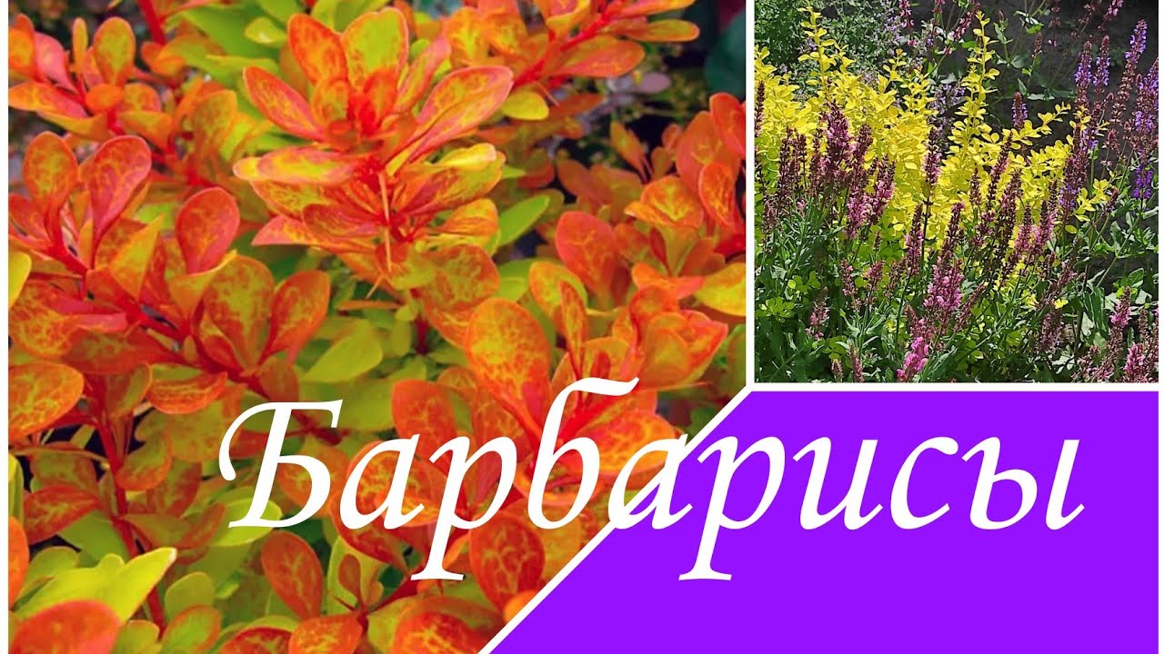 Барбарисы на Вайлдберриз, Барбарисы вместо Петунии, планы на следующий сезон.