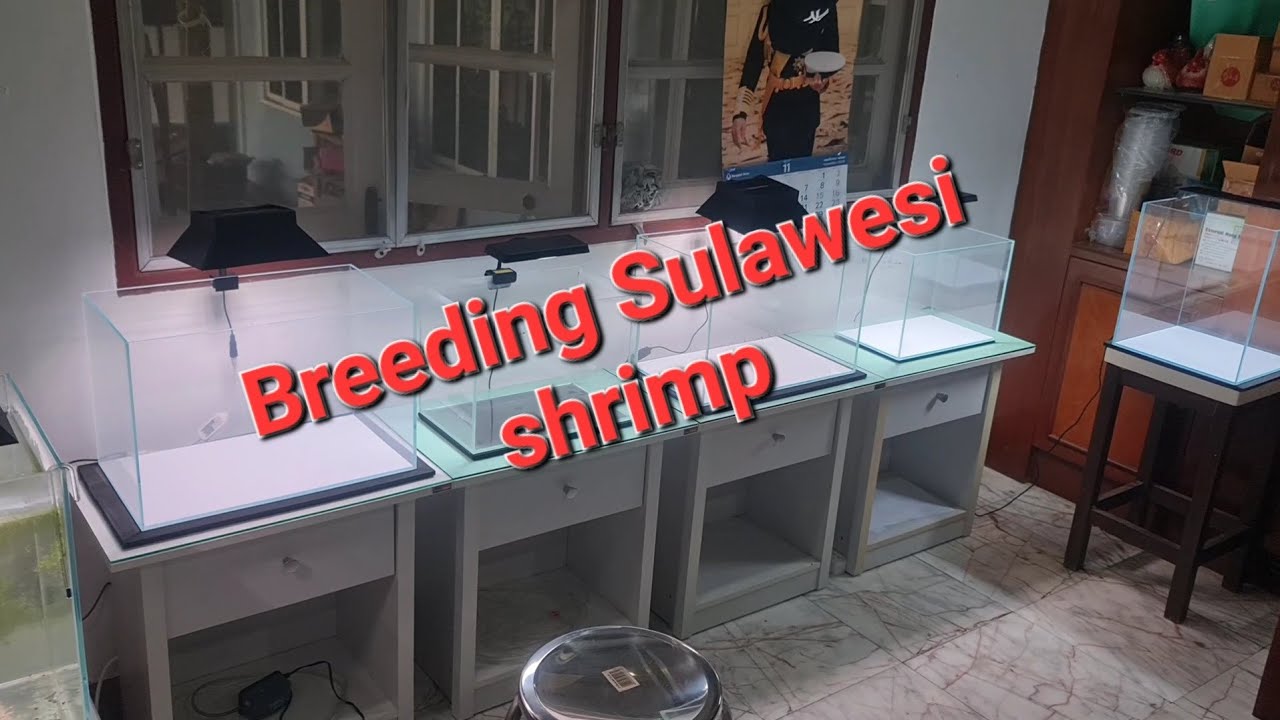 (Breeding Sulawesi shrimp) เพาะพันธุ์ กุ้งสุราเวสี Ep.1