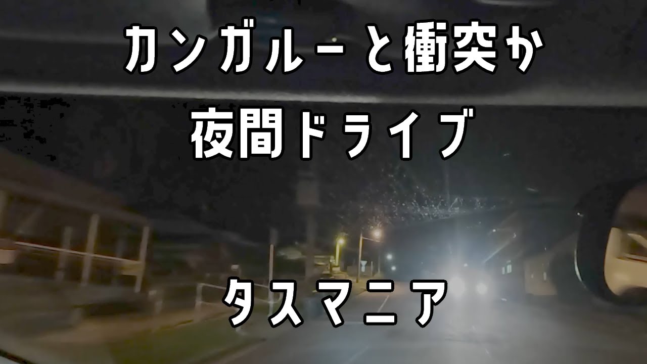 カンガルー大量、夜のタスマニア | [2023 タスマニア no.09]