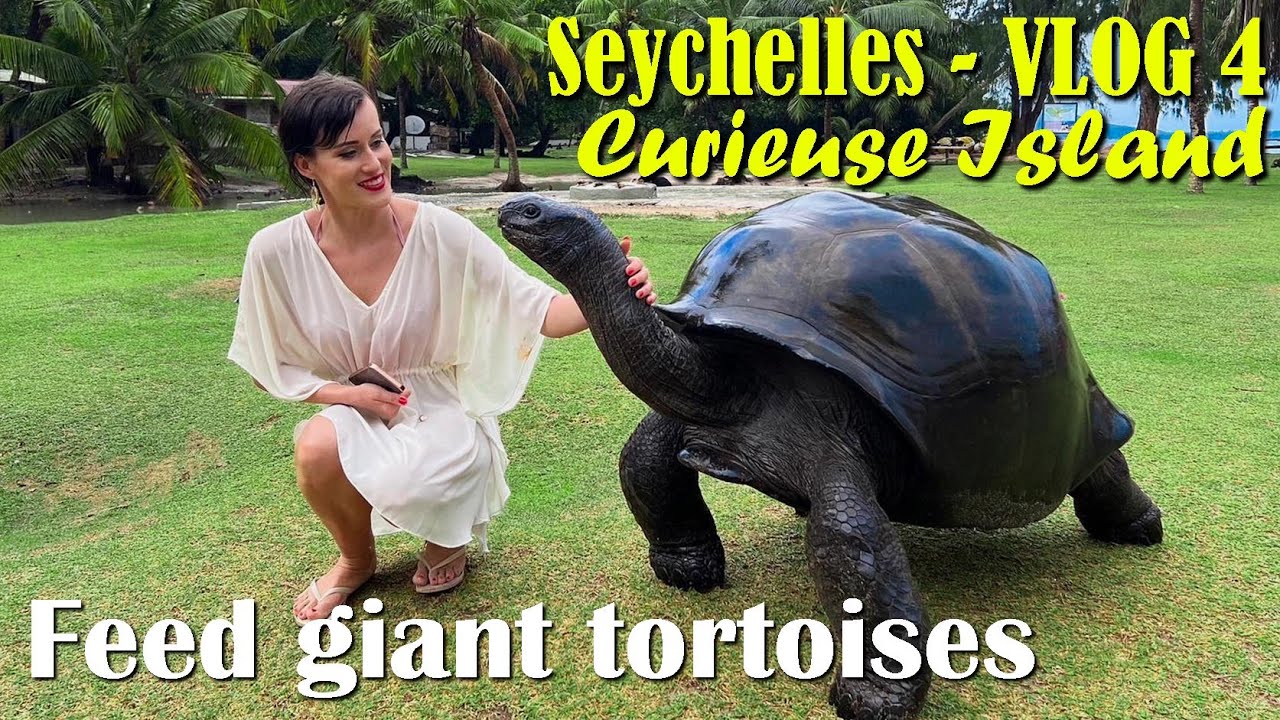 Feed giant tortoises of Aldabra on Curieuse Island Seychelles!