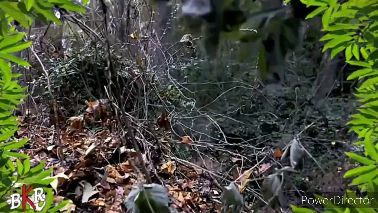 AEW Jurassic express (Jungle boy) video 2021 (Tarzan boy by Baltimora)