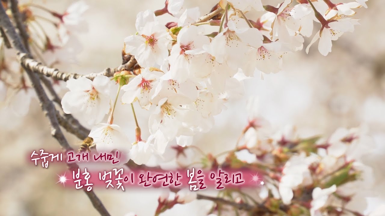 ★서천 비인중학교 벚꽃★