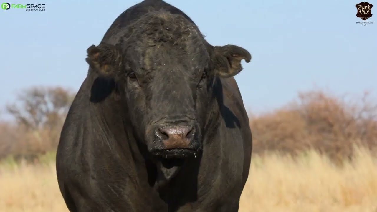 Unleash power and performance: Black Hills Drakensberger | 1st Auction, 27 September 2023.