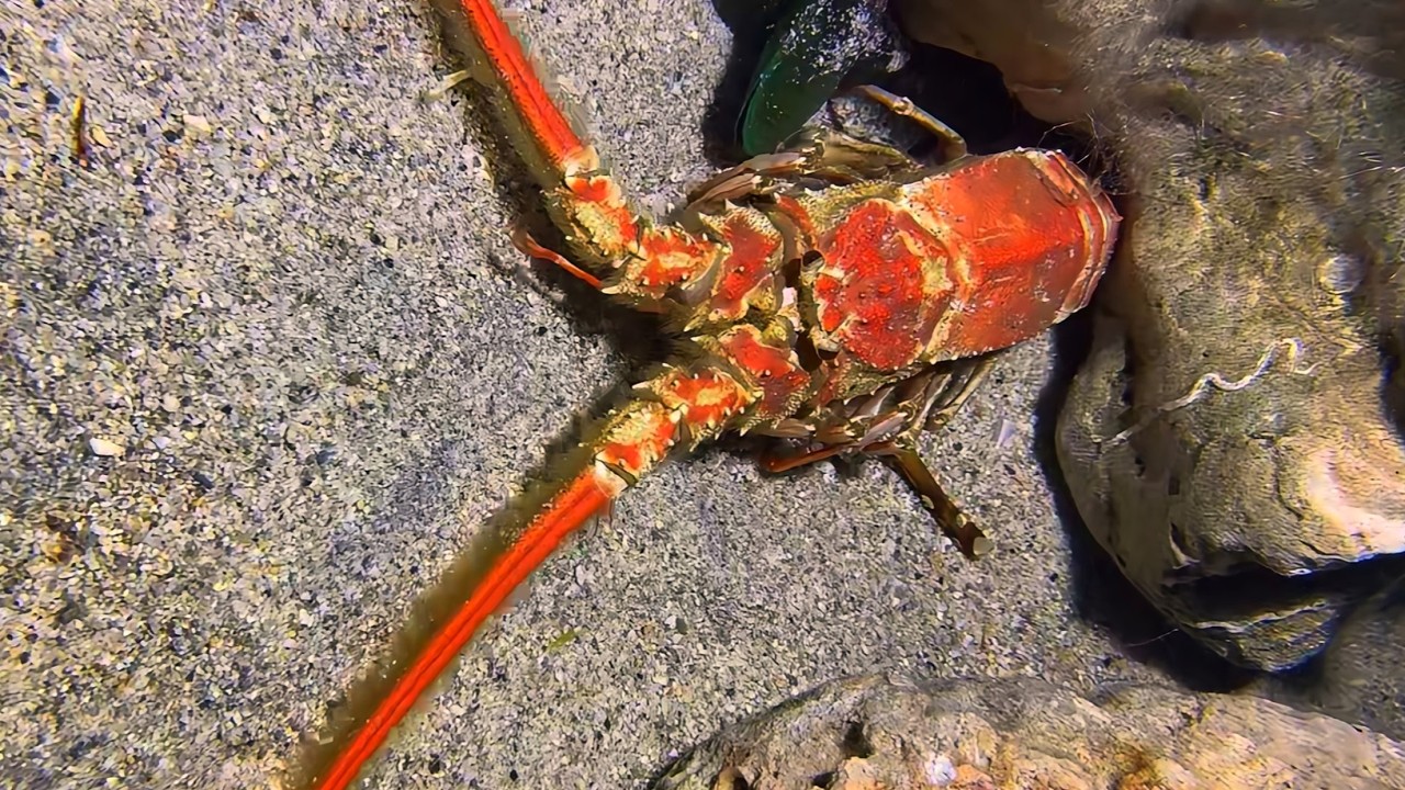 Diving to catch seafood, look how many I caught!！QU0100 #diving #fishing #lobster