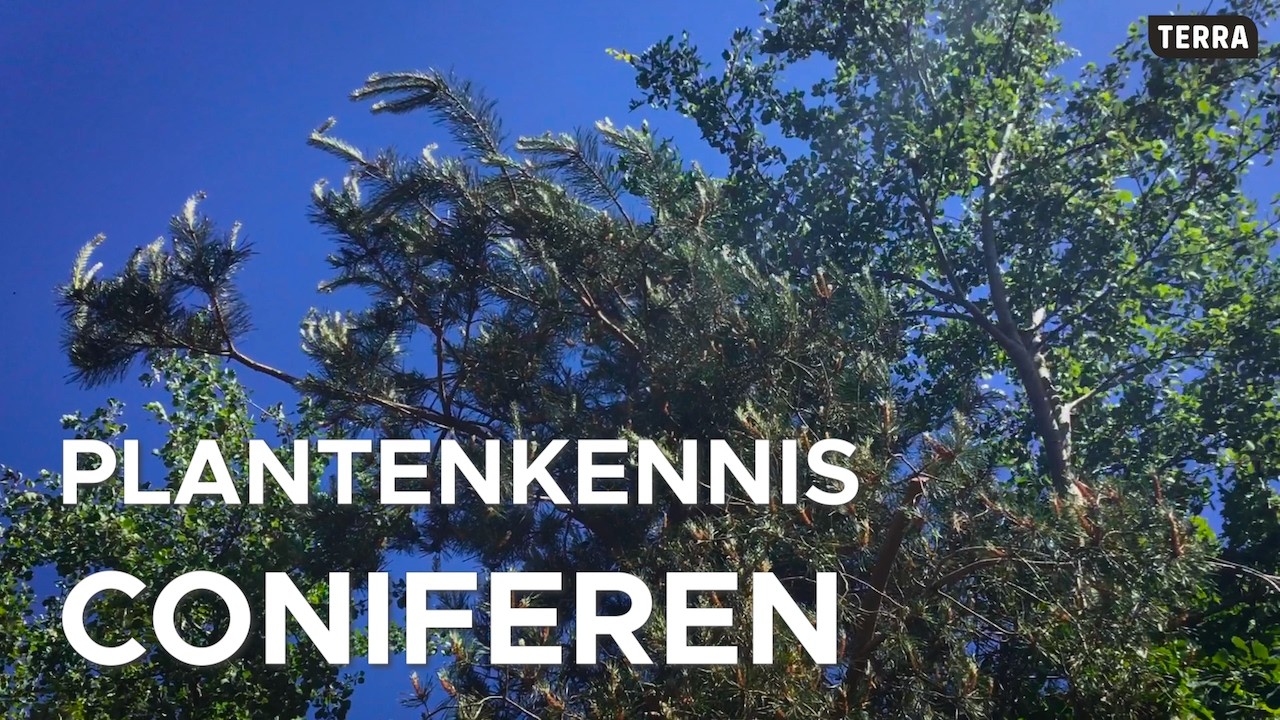 PLANTENKENNIS | CONIFEREN