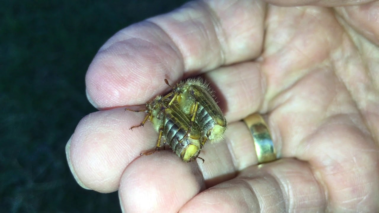 JUNIK&Auml;FER IM AHORNBAUM